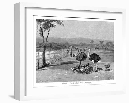 Ostrich Farm Near Port Augusta, South Australia, 1886-Frank P Mahony-Framed Giclee Print