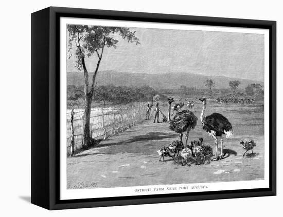 Ostrich Farm Near Port Augusta, South Australia, 1886-Frank P Mahony-Framed Premier Image Canvas