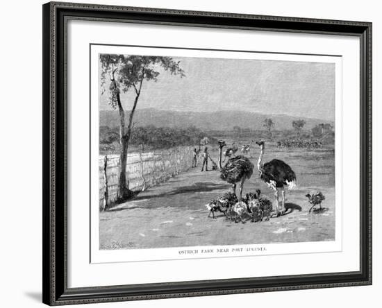 Ostrich Farm Near Port Augusta, South Australia, 1886-Frank P Mahony-Framed Giclee Print