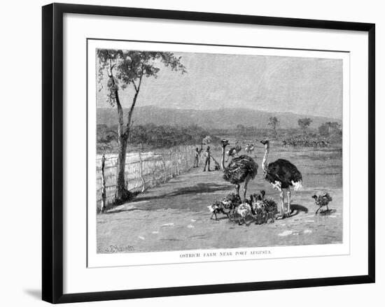 Ostrich Farm Near Port Augusta, South Australia, 1886-Frank P Mahony-Framed Giclee Print