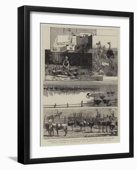 Ostrich Farming at Heatherton, Near Grahamstown, South Africa-null-Framed Giclee Print