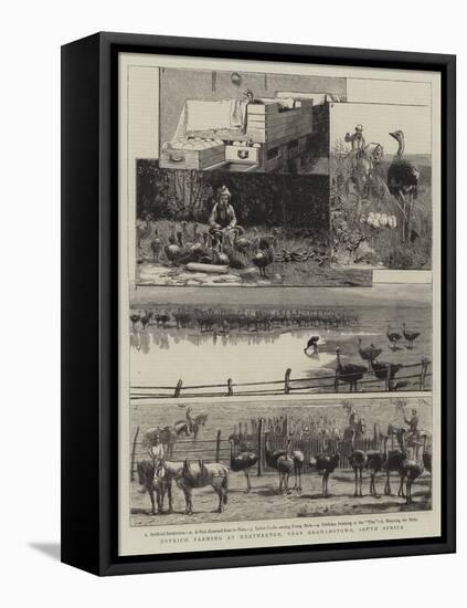 Ostrich Farming at Heatherton, Near Grahamstown, South Africa-null-Framed Premier Image Canvas