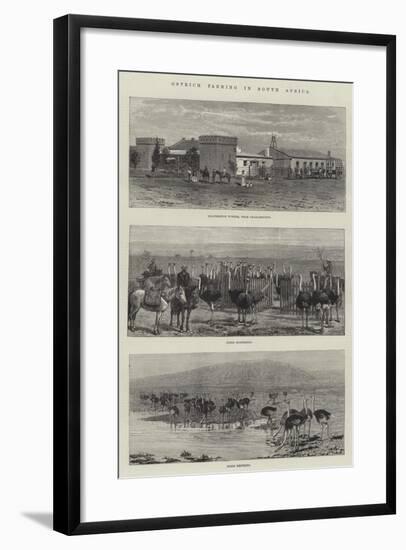 Ostrich Farming in South Africa-null-Framed Giclee Print