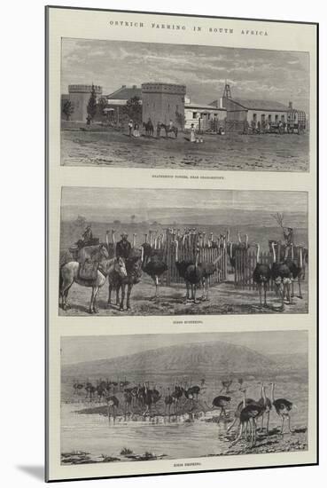 Ostrich Farming in South Africa-null-Mounted Giclee Print