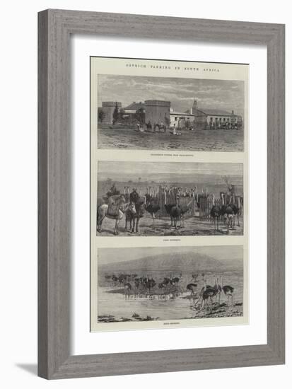 Ostrich Farming in South Africa-null-Framed Giclee Print