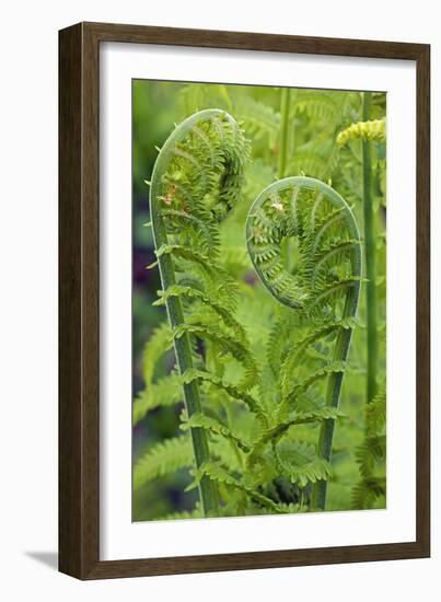 Ostrich Fern or Shuttlecock Fern Fiddlehead Edible-null-Framed Photographic Print