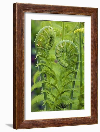 Ostrich Fern or Shuttlecock Fern Fiddlehead Edible-null-Framed Photographic Print