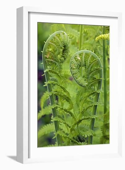 Ostrich Fern or Shuttlecock Fern Fiddlehead Edible-null-Framed Photographic Print