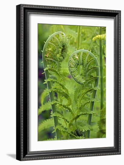 Ostrich Fern or Shuttlecock Fern Fiddlehead Edible-null-Framed Photographic Print