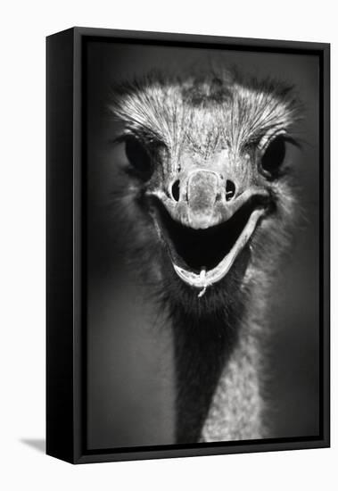Ostrich Head-null-Framed Premier Image Canvas