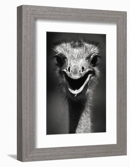 Ostrich Head-null-Framed Photographic Print