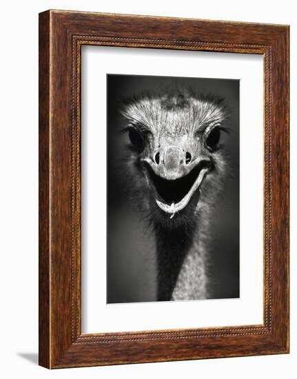 Ostrich Head-null-Framed Photographic Print