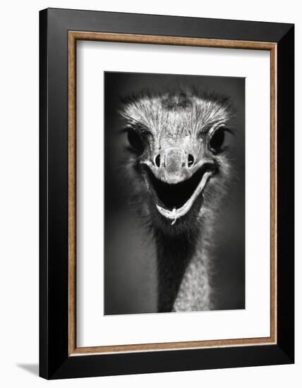 Ostrich Head-null-Framed Photographic Print