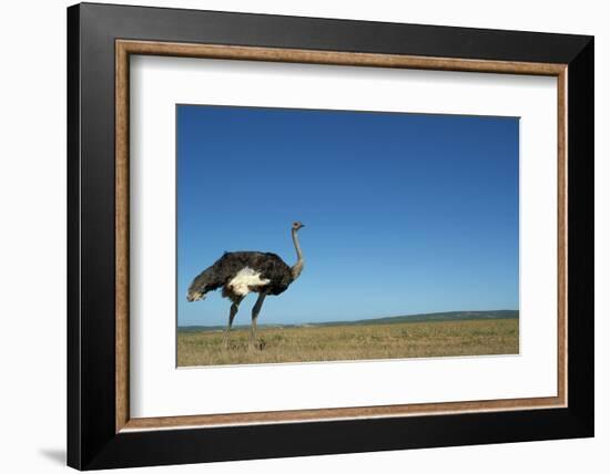 Ostrich in a Pasture-Paul Souders-Framed Photographic Print