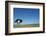 Ostrich in a Pasture-Paul Souders-Framed Photographic Print