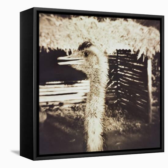 Ostrich in Profile-Theo Westenberger-Framed Premier Image Canvas