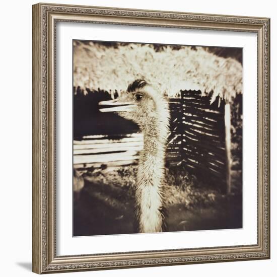 Ostrich in Profile-Theo Westenberger-Framed Photographic Print