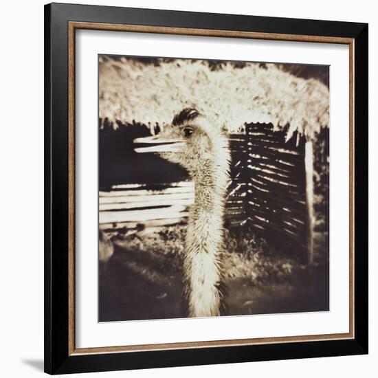 Ostrich in Profile-Theo Westenberger-Framed Photographic Print