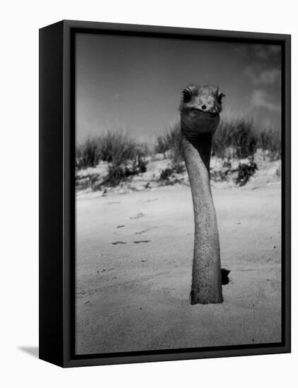 Ostrich in Sand-Nina Leen-Framed Premier Image Canvas