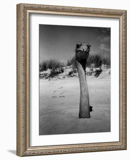 Ostrich in Sand-Nina Leen-Framed Photographic Print