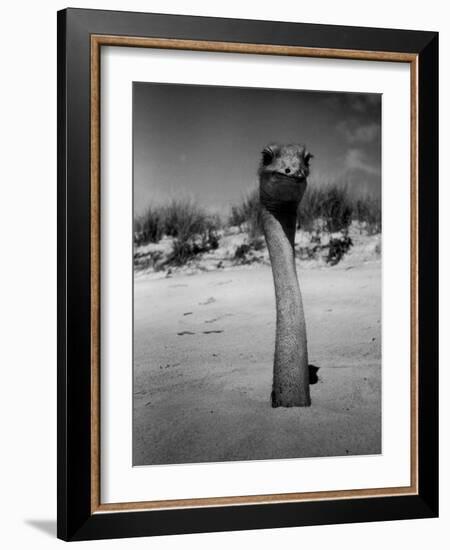 Ostrich in Sand-Nina Leen-Framed Photographic Print