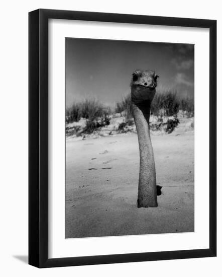 Ostrich in Sand-Nina Leen-Framed Photographic Print