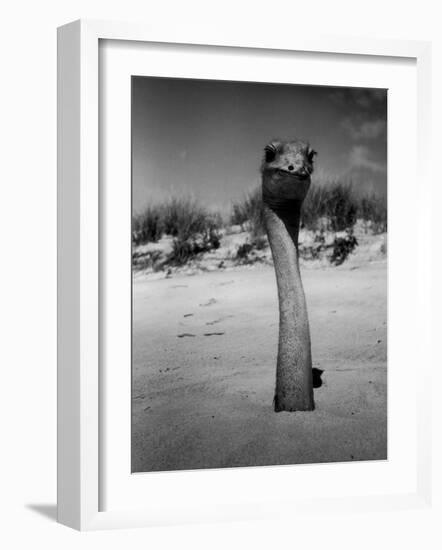 Ostrich in Sand-Nina Leen-Framed Photographic Print