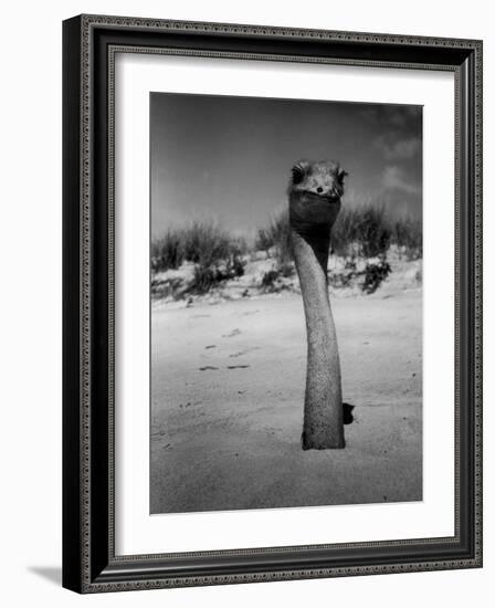 Ostrich in Sand-Nina Leen-Framed Photographic Print