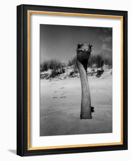 Ostrich in Sand-Nina Leen-Framed Photographic Print