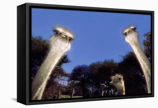 Ostrich Inquisitively Looking into Camera-null-Framed Premier Image Canvas