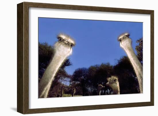 Ostrich Inquisitively Looking into Camera-null-Framed Photographic Print