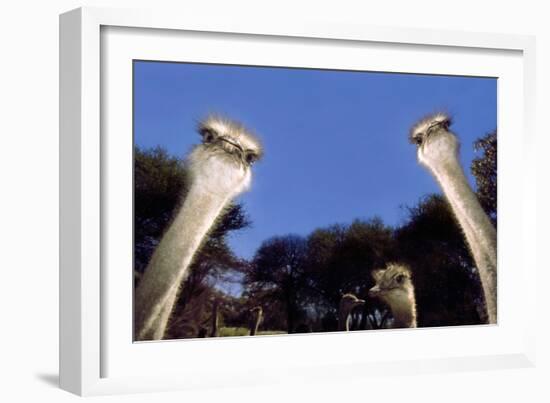 Ostrich Inquisitively Looking into Camera-null-Framed Photographic Print