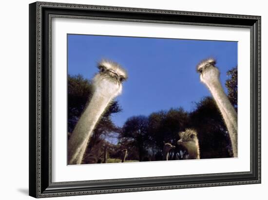 Ostrich Inquisitively Looking into Camera-null-Framed Photographic Print