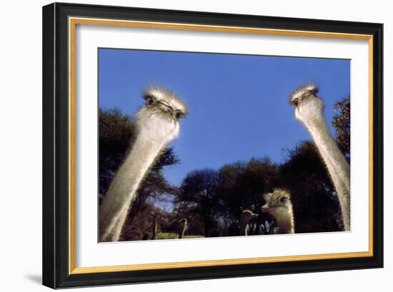 Ostrich Inquisitively Looking into Camera-null-Framed Photographic Print