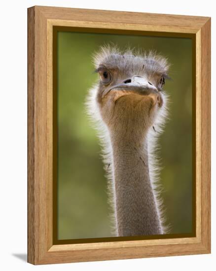 Ostrich, Lewa Wildlife Conservancy, Kenya-Demetrio Carrasco-Framed Premier Image Canvas