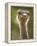 Ostrich, Lewa Wildlife Conservancy, Kenya-Demetrio Carrasco-Framed Premier Image Canvas