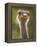 Ostrich, Lewa Wildlife Conservancy, Kenya-Demetrio Carrasco-Framed Premier Image Canvas