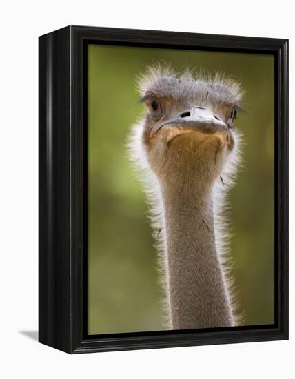 Ostrich, Lewa Wildlife Conservancy, Kenya-Demetrio Carrasco-Framed Premier Image Canvas