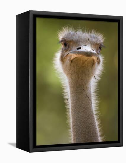 Ostrich, Lewa Wildlife Conservancy, Kenya-Demetrio Carrasco-Framed Premier Image Canvas