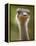 Ostrich, Lewa Wildlife Conservancy, Kenya-Demetrio Carrasco-Framed Premier Image Canvas