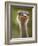 Ostrich, Lewa Wildlife Conservancy, Kenya-Demetrio Carrasco-Framed Photographic Print