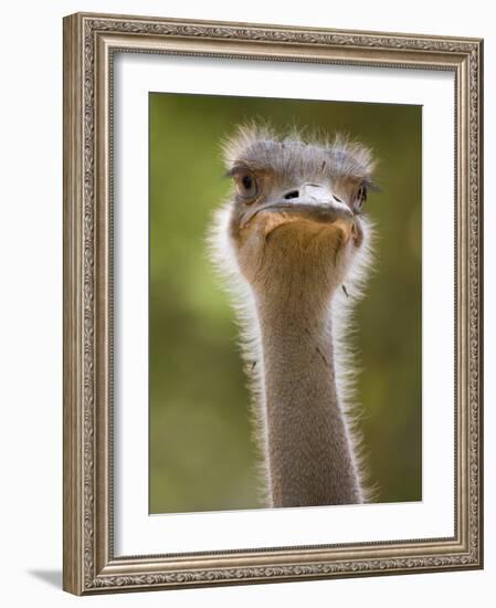 Ostrich, Lewa Wildlife Conservancy, Kenya-Demetrio Carrasco-Framed Photographic Print