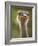 Ostrich, Lewa Wildlife Conservancy, Kenya-Demetrio Carrasco-Framed Photographic Print