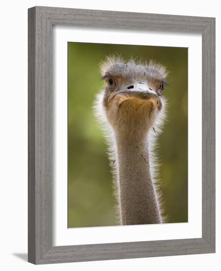 Ostrich, Lewa Wildlife Conservancy, Kenya-Demetrio Carrasco-Framed Photographic Print