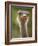 Ostrich, Lewa Wildlife Conservancy, Kenya-Demetrio Carrasco-Framed Photographic Print