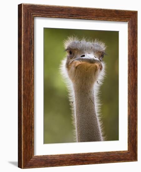 Ostrich, Lewa Wildlife Conservancy, Kenya-Demetrio Carrasco-Framed Photographic Print