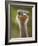 Ostrich, Lewa Wildlife Conservancy, Kenya-Demetrio Carrasco-Framed Photographic Print