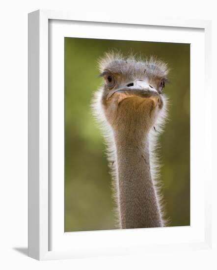 Ostrich, Lewa Wildlife Conservancy, Kenya-Demetrio Carrasco-Framed Photographic Print