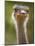 Ostrich, Lewa Wildlife Conservancy, Kenya-Demetrio Carrasco-Mounted Photographic Print