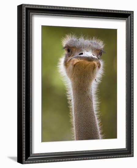 Ostrich, Lewa Wildlife Conservancy, Kenya-Demetrio Carrasco-Framed Photographic Print